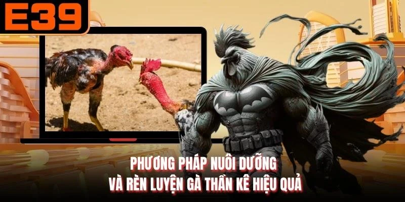 Phương pháp nuôi dưỡng và rèn luyện gà thần kê hiệu quả